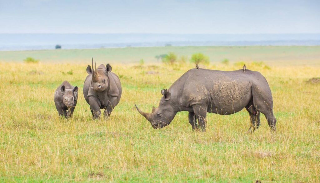 6-Day Luxury Safari Kenya and Tanzania Wildlife Parks
