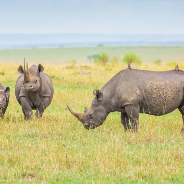 6-Day Luxury Safari Kenya and Tanzania Wildlife Parks