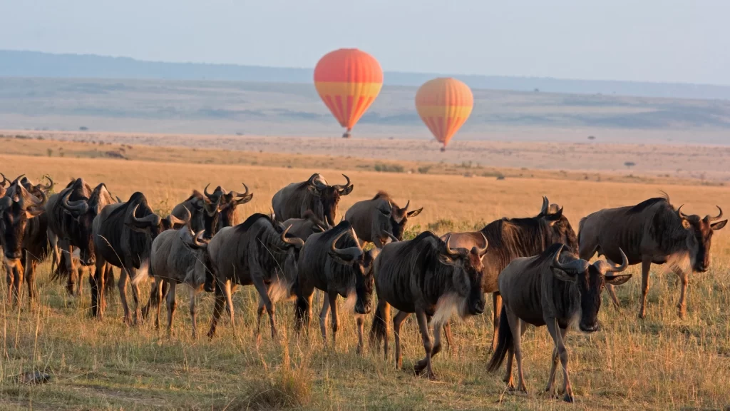 3 Days Mara Kichwa Tembo Tented Camp Flying Package