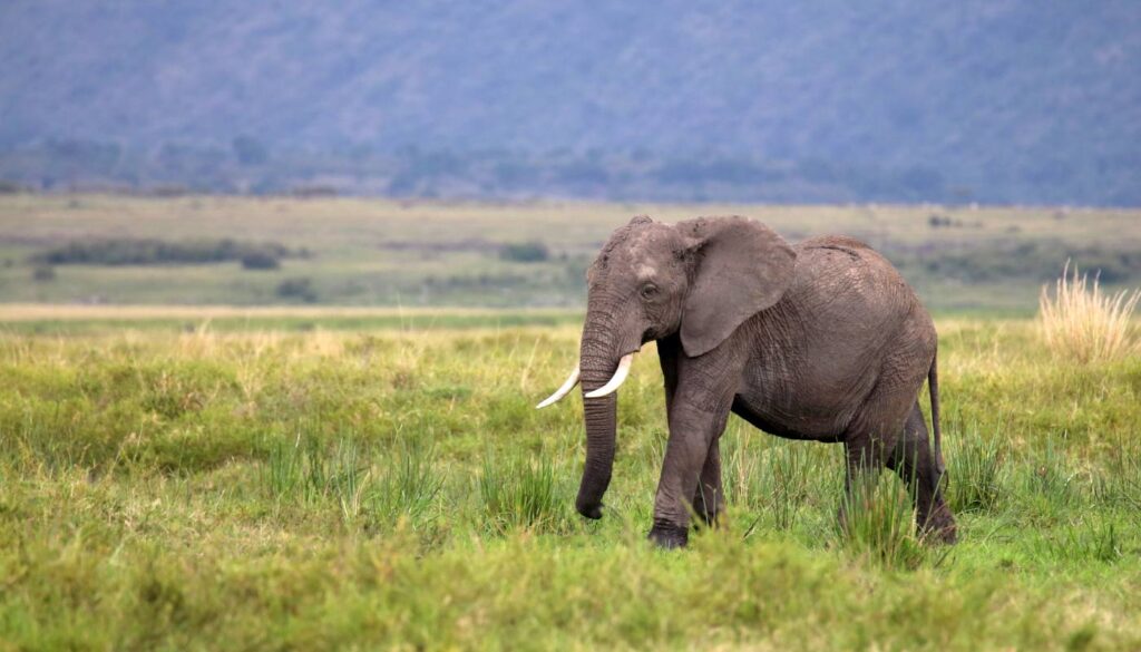 5 Days Kenyan Safari Escapade